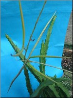 Spathulopetalum gracilipes  (2)